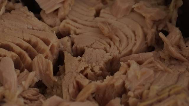 Thunfisch Schwangerschaft